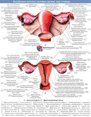 Функциональная анатомия органов женской половой системы - презентация онлайн