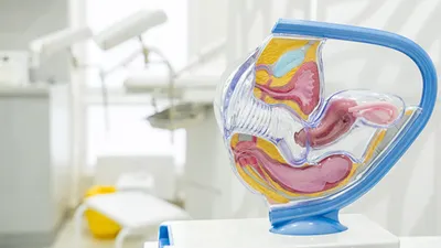 Мужской/женский половой орган, анатомия модель вагинальные/пенис  репродуктивного анатомическая модель | AliExpress