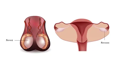 Анатомия: Женские половые органы. Анатомия яичника
