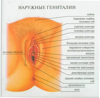 Заболевания женских половых органов - Urosvit