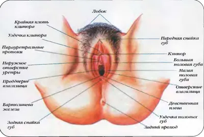 Наружные половые органы женщины | Просто о медицине