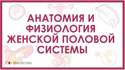 Зуд в интимной зоне у женщин - Клиника Марины Рябус