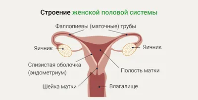 Ответы Mail.ru: Какая пища напоминает женский половой орган? Вареник с  творогом?)))
