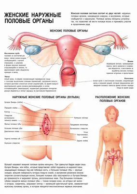 Женские половые органы | Сравнить цены и купить на Prom.ua