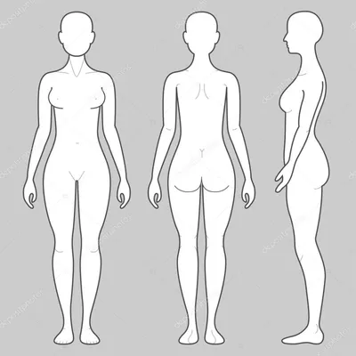 Женское тело с трех ракурсов — стоковая иллюстрация | Figuras de la moda,  Silueta del cuerpo humano, Perfil de mujer dibujo