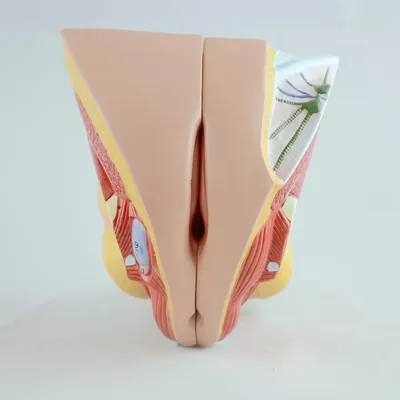 Модель женского внутреннего полового органа | AliExpress