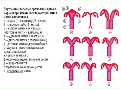 Анатомия и физиология женской половой системы - презентация онлайн