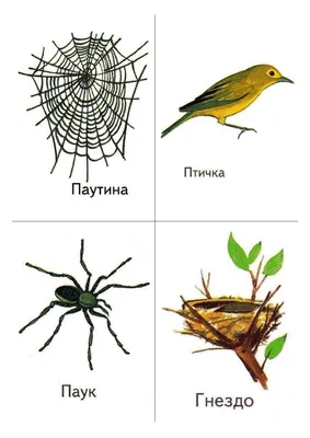 Жилища диких животных - презентация онлайн