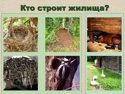 Кошкин дом» для бездомных животных строят на монастырском подворье в  Беларуси
