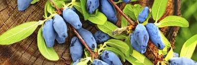Жимолость, протертая с эритритом — Шуйские ягоды