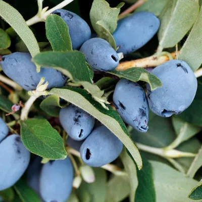 Жимолость плодовая Blue Treasure - Жимолость - GardenPlants