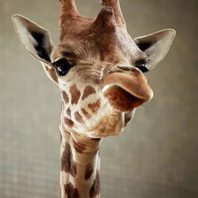 Смешной жираф стоковое фото. изображение насчитывающей бело - 38691358