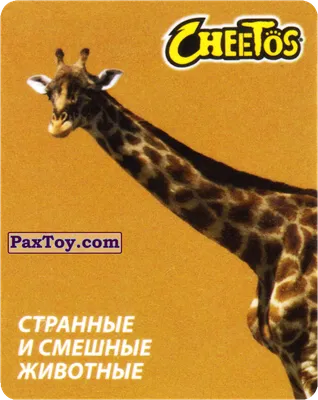 Арт смешной Жираф - 72 фото