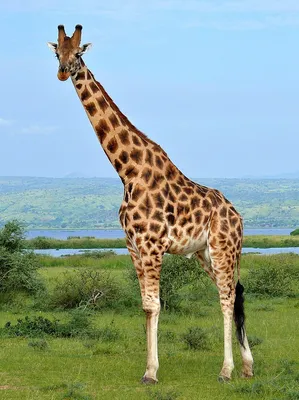 Фон жираф | Милые обои, Обои с животными, Жираф