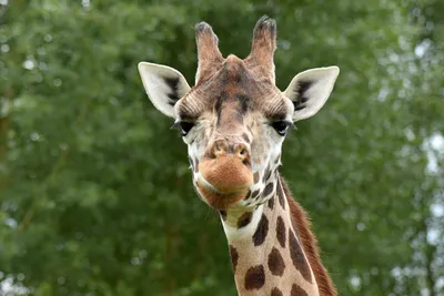 Шесть метров напряжения: 10 удивительных фактов о жирафах | Вокруг Света