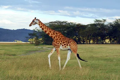Скачать обои Морда жирафа (Морда, Небо, Жираф) для рабочего стола 1920х1080  (16:9) бесплатно, Фото Морда жирафа Морда, Небо, Жираф на рабочий стол. |  WPAPERS.RU (Wallpapers).