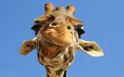 Жирафа Жираф Животное - Бесплатное фото на Pixabay - Pixabay