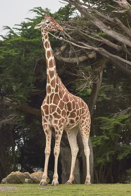 Жираф от испуга вскарабкался на дерево - обои на рабочий стол