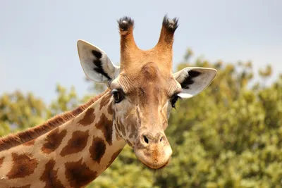 В США родился уникальный жираф без пятен — Сноб