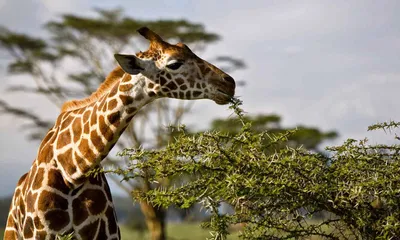 Жираф – высочайшее животное с сердцем мотором | DieTierwelt | Дзен