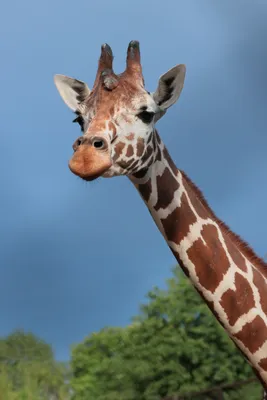 25 июня – День жирафа в Ленинградском зоопарке