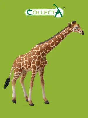 жираф позирует для фото в загоне зоопарка, крупный план улыбающегося жирафа  на фоне конюшни, Hd фотография фото, жирафа фон картинки и Фото для  бесплатной загрузки