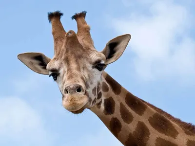 Млекопитающее, жираф, дикая природа Обои 1170x2532 iPhone 13, 13 Pro, 12,  12 Pro