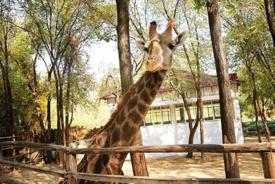жираф в зоопарке смотрит в камеру, жираф в зоопарке уэно, Токио Hd  фотография фото фон картинки и Фото для бесплатной загрузки