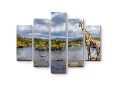 Фотообои Два жирафа на белом фоне артикул Da-037 купить в Оренбург|;|9 |  интернет-магазин ArtFresco