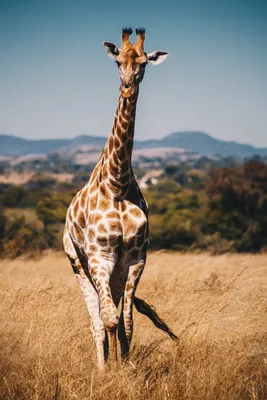 Обои на телефон жираф, прогулка, африка - скачать бесплатно в высоком  качестве из категории \"Животные\"