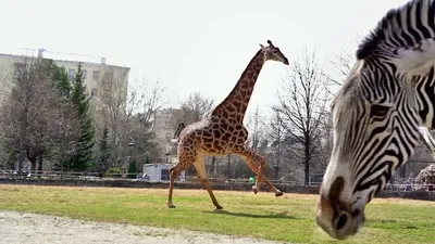 В США родился уникальный жираф без пятен - РИА Новости, 22.08.2023