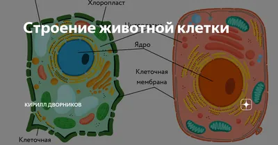 Живая клетка - материалы для подготовки к ЕГЭ по Биологии