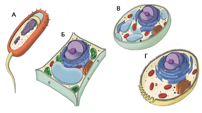 Животная клетка рисунок с подписями и функциями (48 фото) » рисунки для  срисовки на Газ-квас.ком