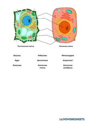 Животная клетка - ePuzzle фотоголоволомка