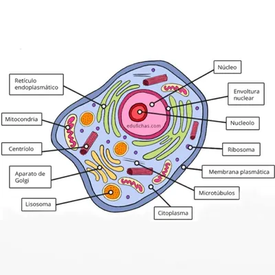 Животная клетка: строение, признаки и особенности