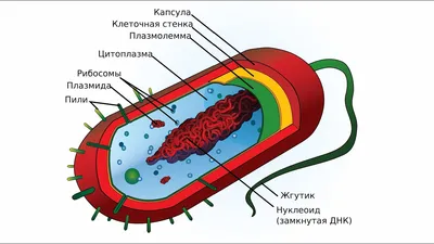 Биология в схемах и таблицах. Строение клетки. | Проект \"Учимся легко\" |  Дзен