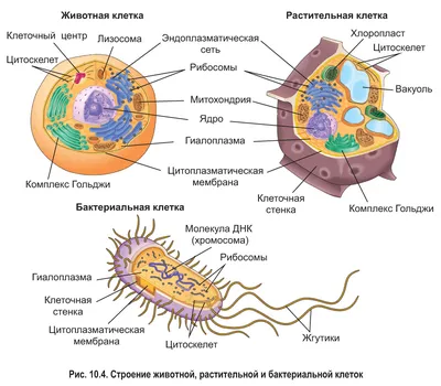 Работа — Модель животной клетки, автор Будаков Артем