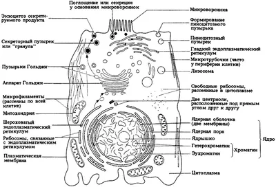 ЖИВОТНАЯ КЛЕТКА - онлайн-пазл