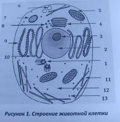 Строение животной и растительной клетки | схема, таблица скачать бесплатно  | Биология