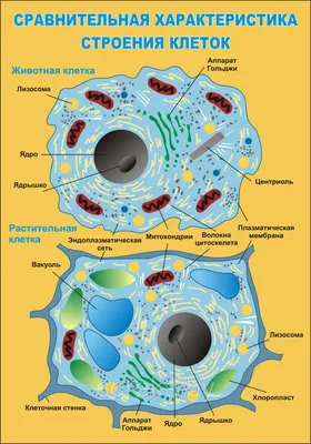 10. Клеточная теория. Общий план строения клетки