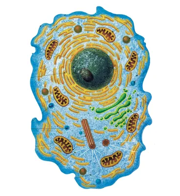 Животная клетка и клетка завода Иллюстрация штока - иллюстрации  насчитывающей биохимии, эндоплазменно: 138417484