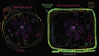 Животная клетка иллюстрация штока. иллюстрации насчитывающей людск -  44799593