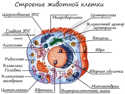 Стенд \"Строение клетки. Животная клетка\" СШО 00005 - Магазин стендов и  наглядных пособий для обучения