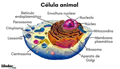 Животная клетка иллюстрация штока. иллюстрации насчитывающей зоология -  66092804