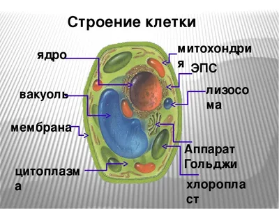 Из чего состоит животная клетка? | Биология | Дзен