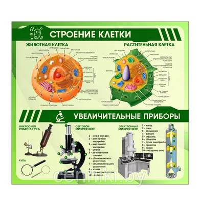 Чем отличается животная клетка от растительной? Помогите пожалуйста -  Школьные Знания.com