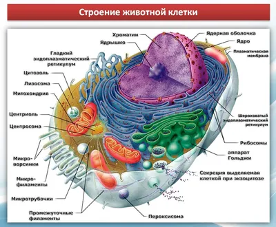 Органоиды клетки, подготовка к ЕГЭ по биологии