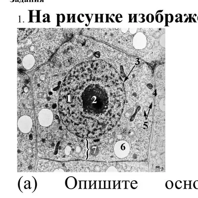 Животная клетка иллюстрация вектора. иллюстрации насчитывающей  эндоплазменно - 103212995