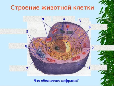 Животная Клетка Cutaway — стоковая векторная графика и другие изображения  на тему Клетка - часть организма - Клетка - часть организма, Органелла,  Анатомия - iStock