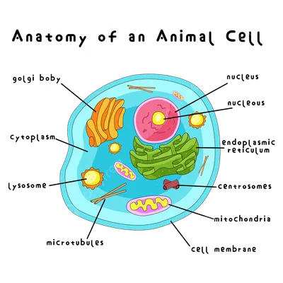 Животная Клетка Биология - Бесплатное изображение на Pixabay - Pixabay